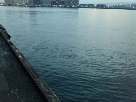 ツバスのちコノシロ